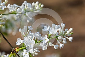 ä¸­å›½å…¬å›­ä¸é¦™èŠ± Lilac flowers in Chinese parks